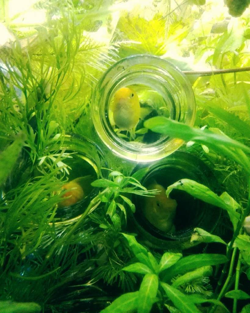 Akvaristan's tweet photo. #akvaristan #aquarium #akvaryum #aquarien Apartment dwellers!!! #naturalaquarium #walstad #plantedaquarium #planted… https://t.co/0Lw0Av6Yh3