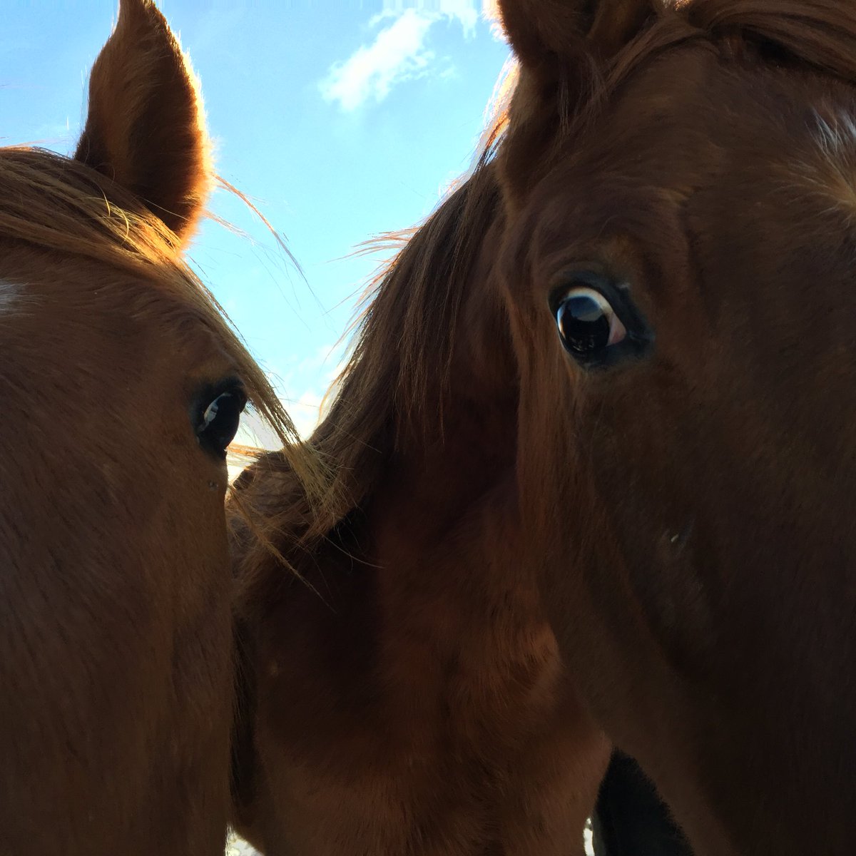 Z_Tereeze's tweet photo. Čau,ko Tu? 🐴👍☺️ https://t.co/VwBshg8GBE
