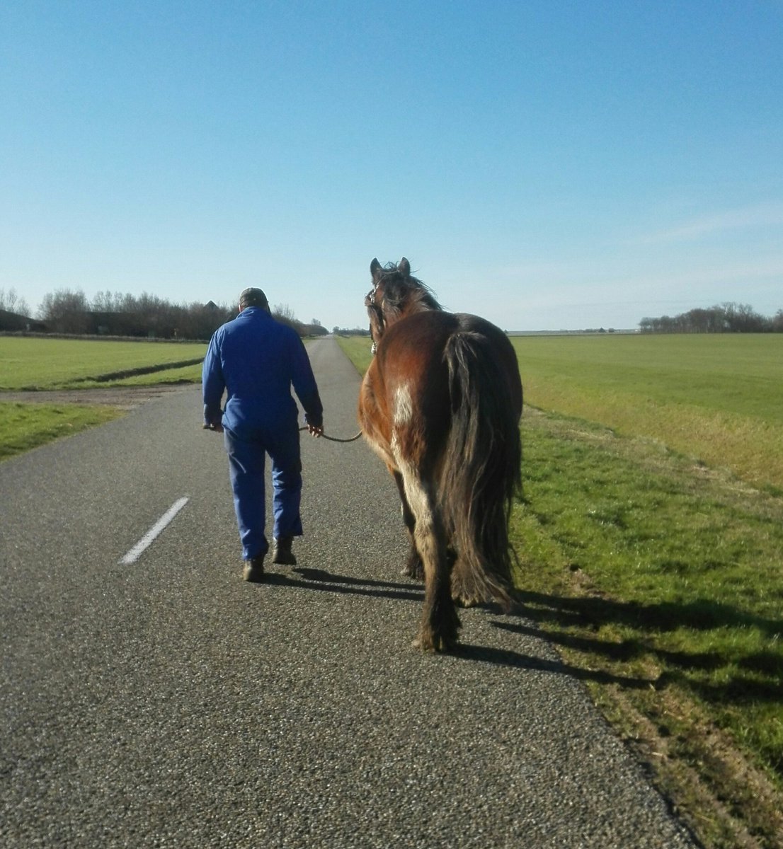 Training met de nieuwe paarden weer opgepakt...voor het eerst met beide langs de weg...ging top👍