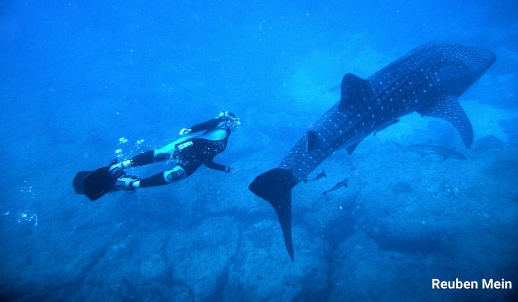 Reuben_Mein's tweet photo. #freediving with #whalesharks in #Africa. Have also encountered allot while #scuba #diving - just #amazing #wildlife https://t.co/tjC3tEGi7B