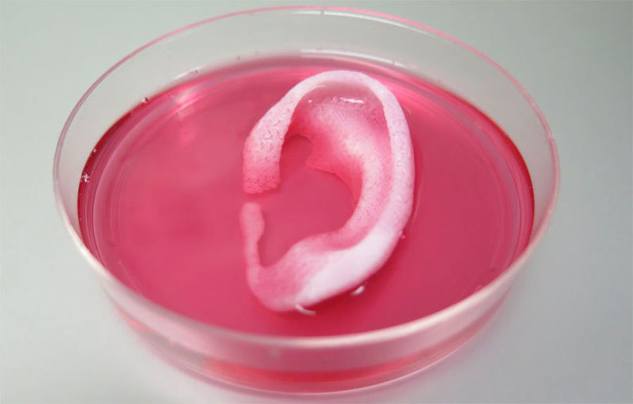 slashgear's tweet image. 3D bioprinter used to print a transplantable human ear slashgear.com/3d-bioprinter-…