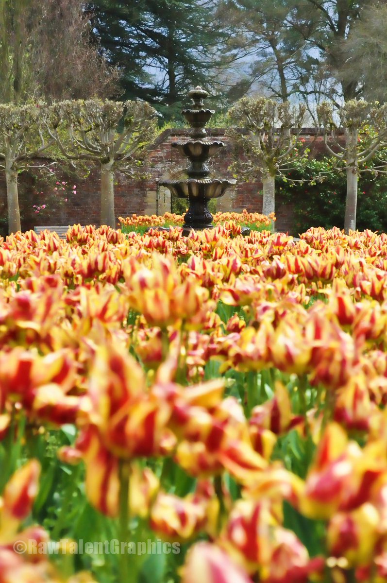 RT_Graphics's tweet image. Available now in the RTG store:
rawtalentgraphics.co.uk/product/tulips…