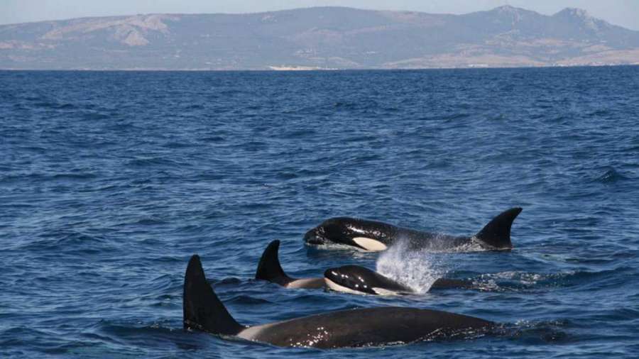 DocumentaRTVE's tweet photo. Las orcas del Estrecho de Gibraltar son únicas https://t.co/nkFsopbT7z https://t.co/2vSxKDMgkf