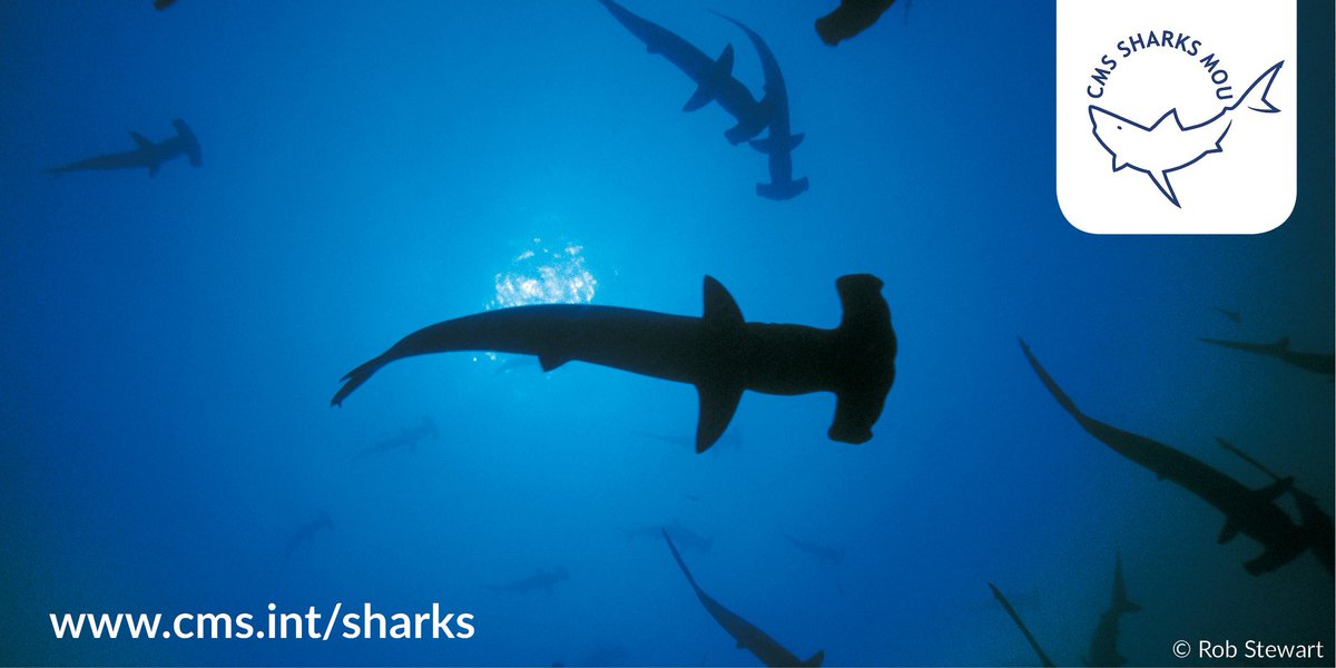 UNGeneva's tweet photo. #Time4Sharks! International meeting to conserve world's migratory sharks and rays took place in Costa Rica. @UNEP https://t.co/RgffbGINs2
