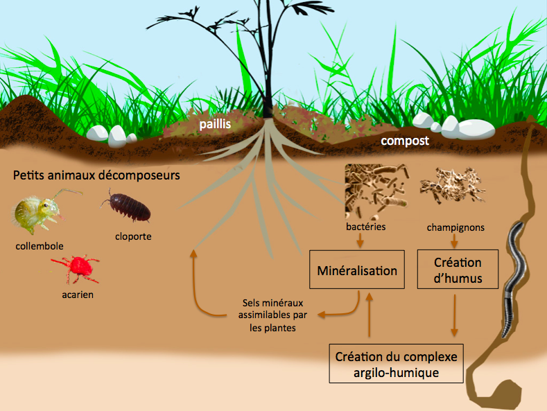 AGROSEMENS tweet picture