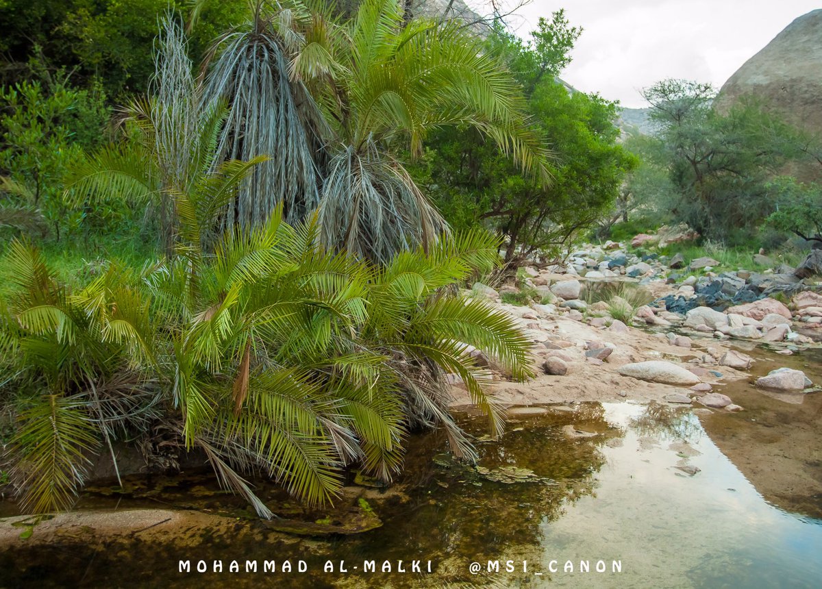 ms1_canon's tweet photo. ضمن سلسلة هشتاق #جبل_بثرة 
#وادي_كيد خلف #جبل_ابراهيم #بني_مالك #بجيلة 
#عدسة_محمد_المالكي 

#ريتويت https://t.co/YrPDH4owdT