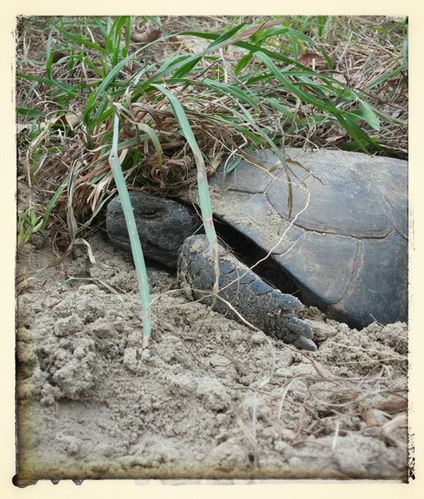 TurtleSurvival's tweet photo. #GopherTortoiseCouncil annual meeting announced. Palatka, FL. Oct. 6-9 2016 details soon https://t.co/aLQO7E0gQ2 https://t.co/WbtD39uiDL