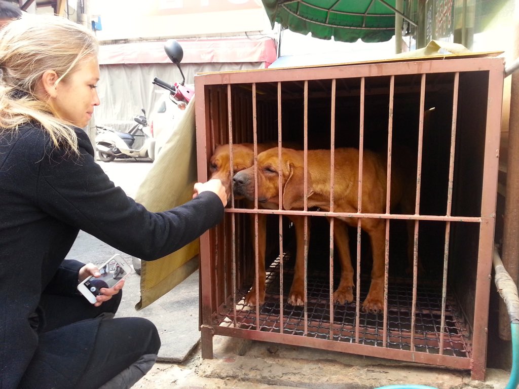 'Ending the Dog Meat Industry in South Korea: A Journey of a Million Tears' Pls read/share: onegreenplanet.org/animalsandnatu…