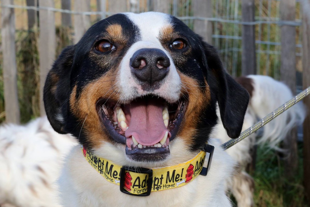 forgotten_paws's tweet photo. Considering adopting a #dog? Support @forgotten_paws this #CharityTuesday, #adoptdontshop https://t.co/GxUQpxK3Ag https://t.co/KVgJggCqYi