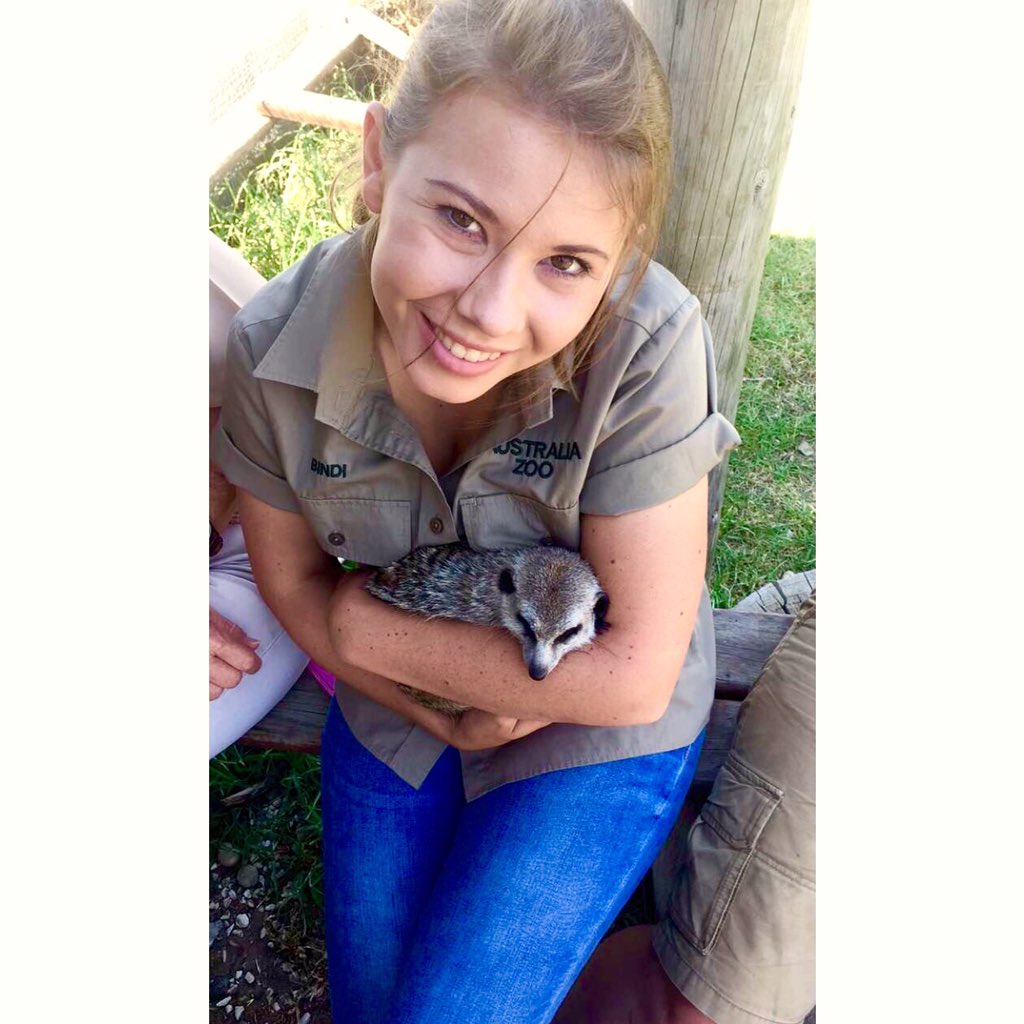 BindiIrwin's tweet image. Meet Sebastian. The most cuddly meerkat on Earth. His job - melting hearts. #CheetahOutreach