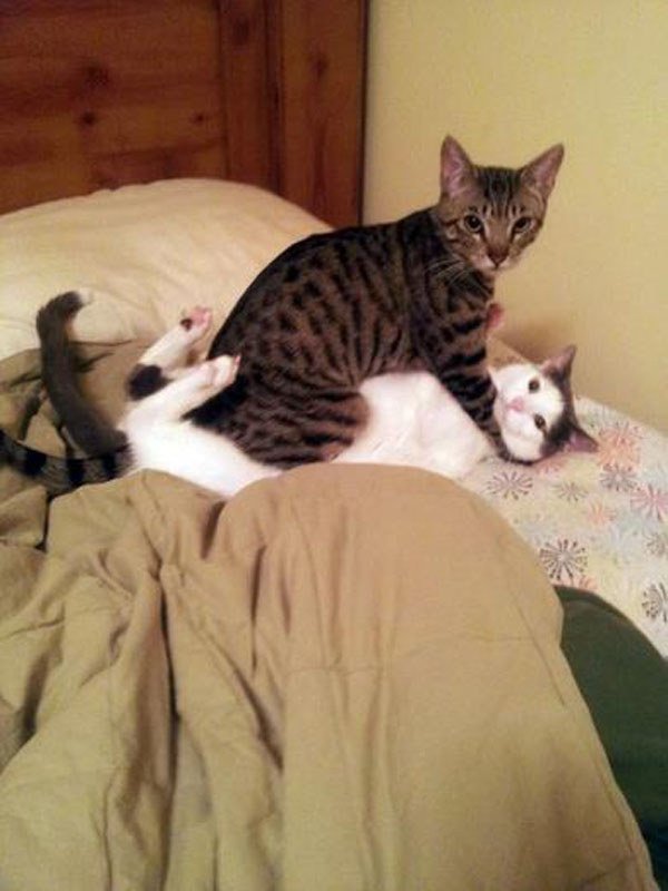 PicsOfCuteCats's tweet photo. 19 Cats Who Had No Idea You’d Be Home So Early https://t.co/xZTJmdroVc https://t.co/wMqR7lT0gM