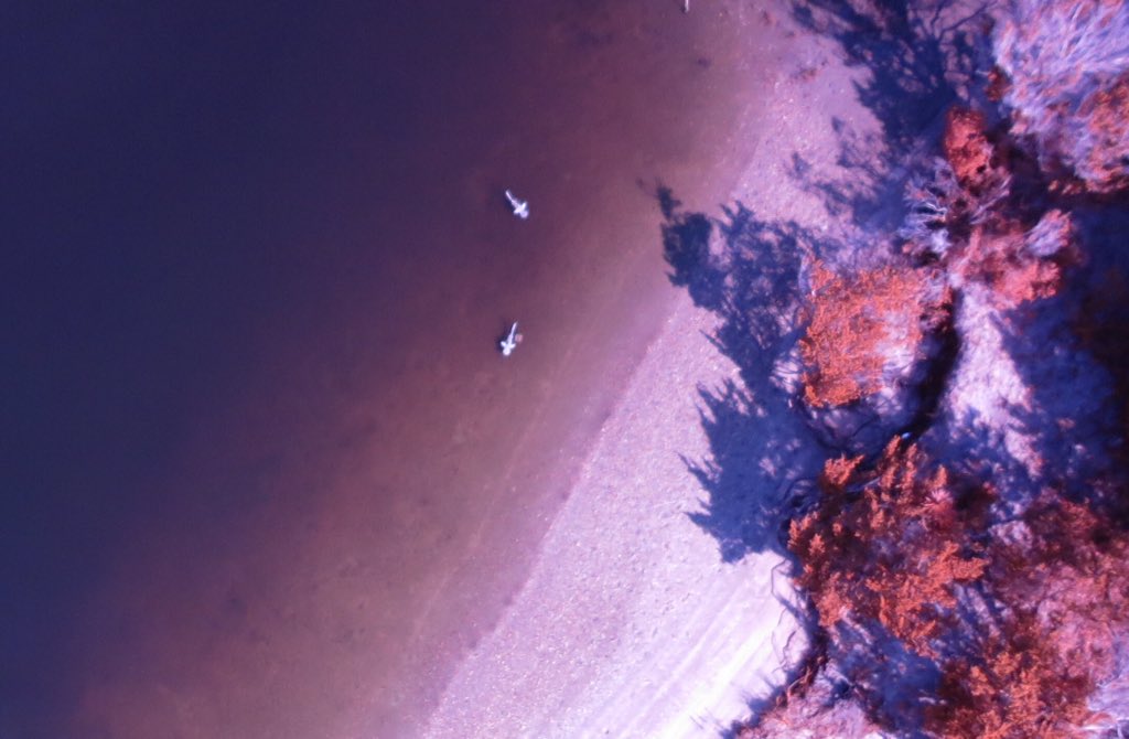 Interested in UAS for marine conservation apps? Details soon on our 5 week summer class. Non Duke students welcome!