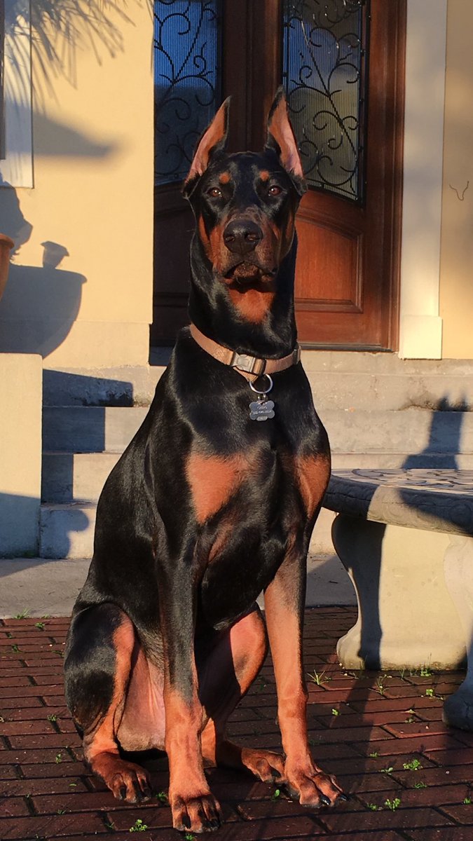 Cass_C7's tweet image. @dogcelebration @Pets_Time @WayTooViral @PetsRIncredible "Good morning world🌎🌞"-🐶