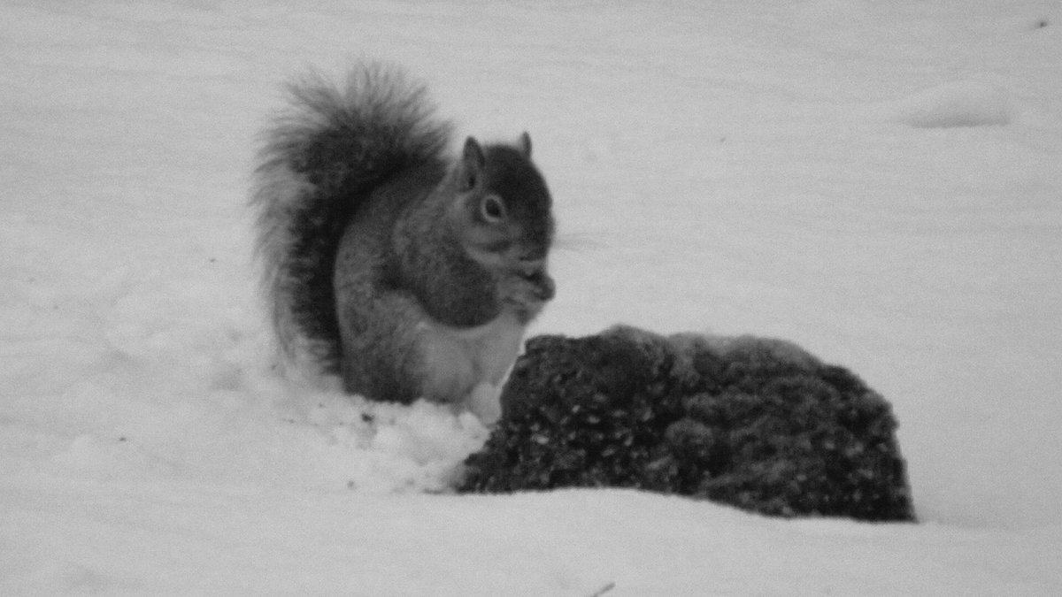 Quiltersheart's tweet photo. #Squirrels #wildlife https://t.co/yeRLHpSWIZ