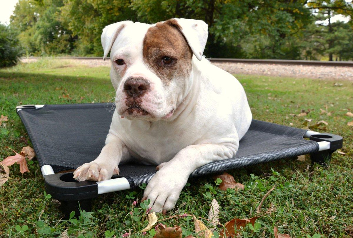 4Legs4Pets's tweet photo. #AdviceFromMyPet I'm better behaved if you get me in training class #Dogtraining #petcot #4legs4pets #petbed #place https://t.co/tAceudOlPz