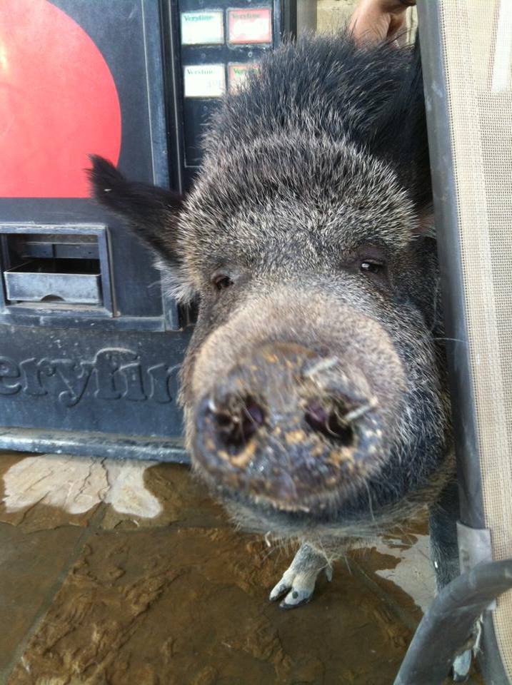 classicrockinc's tweet photo. Bernice says "Heeeey" #naturalstone #rockwalltx #stoneyard #guardpig #bernicethepigisawesome #pigs #petpig https://t.co/Uv7GlH0MWH