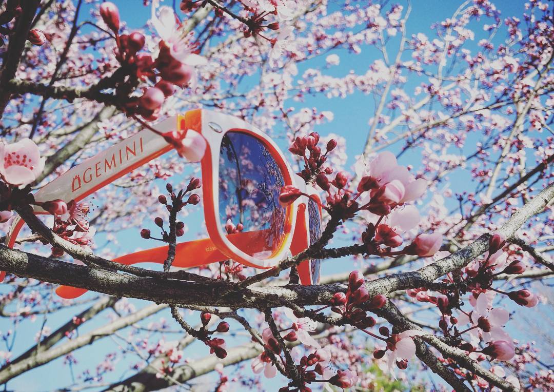 geminilegal's tweet photo. Enjoying the incredible weather? Don't forget your shades #Spring #blossoms @4imprint #wheresGemini @GoodDaySac https://t.co/iWXNFu3U4T