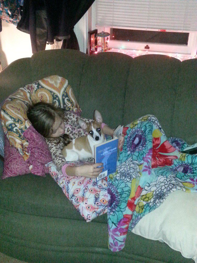 EBurdiel's tweet image. This chihuahua need a home today, likes to be cuddle