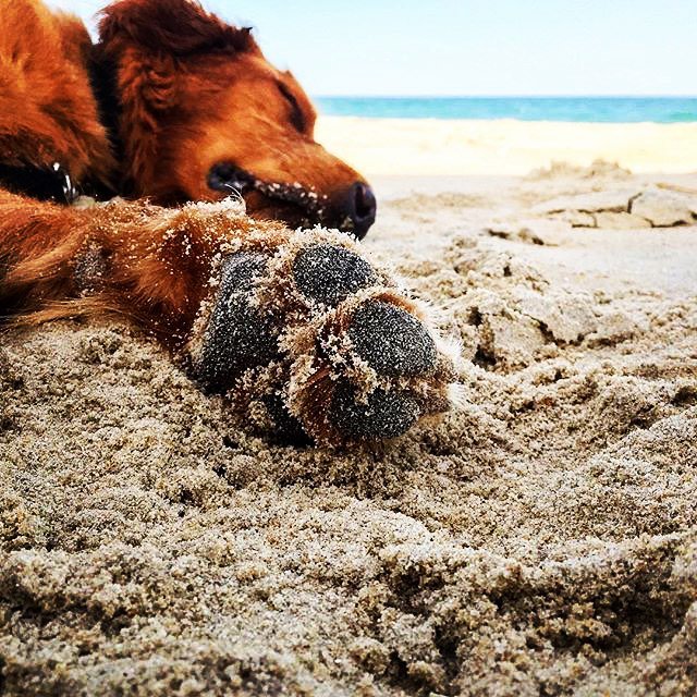 theouterbanks's tweet photo. Take me to the beach #AdviceFromMyPet 📷 via @VillageRealty https://t.co/Z52YIVxXrB