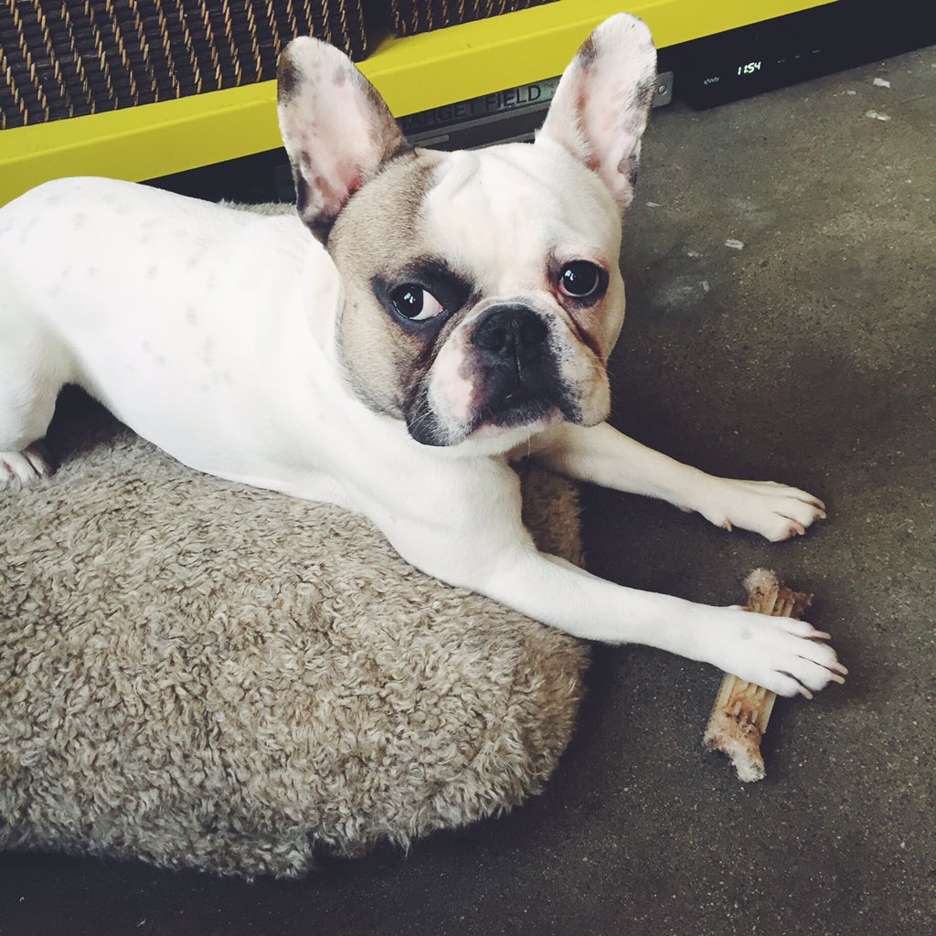 FonzyFrenchie's tweet photo. I'm all about sharing... Just not this bone. #Frenchie #Dog https://t.co/hFOphP27yV