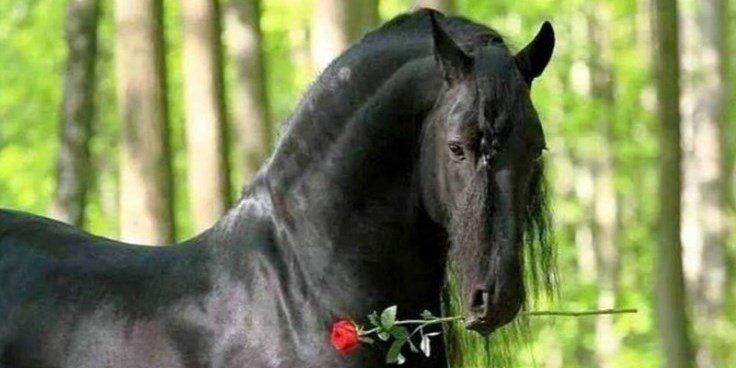 Horseythoughts's tweet photo. Spreading love with a red rose for all my favourite stable hands... 
As they say: "All's fair in #love and warhorse" https://t.co/E50kvVOzSF
