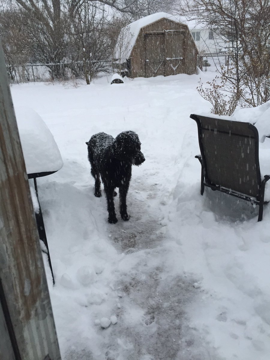 Shorti77's tweet photo. Even Brady says snow needs to stop.  #winterstorm2016 https://t.co/umH7mPU6oc