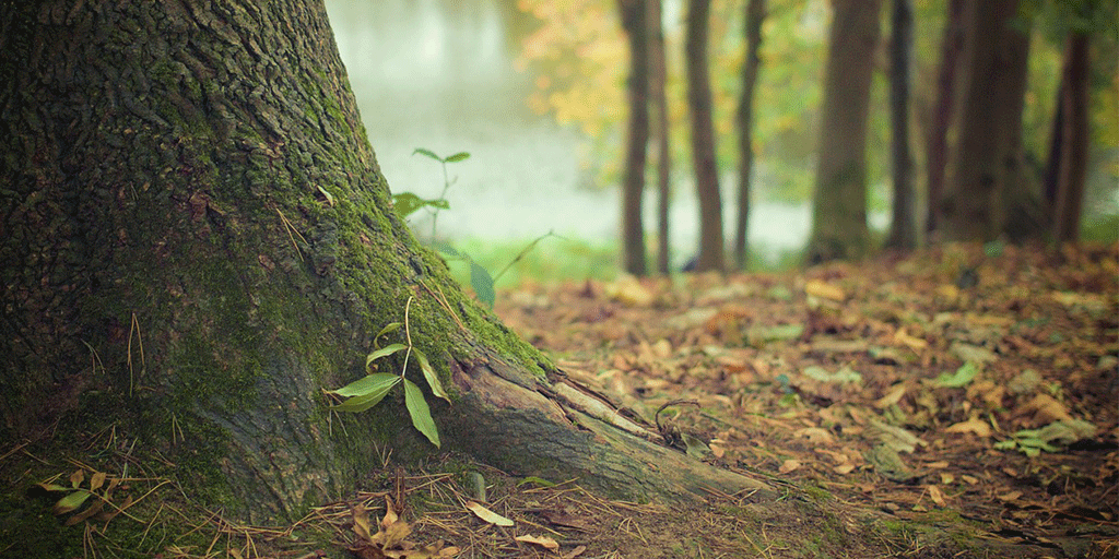 AmericanForests's tweet photo. In one day, one large #tree can lift up to 100 gallons of H20 &amp; discharge it into the air. #TreeFacts https://t.co/ibgFqqC1px