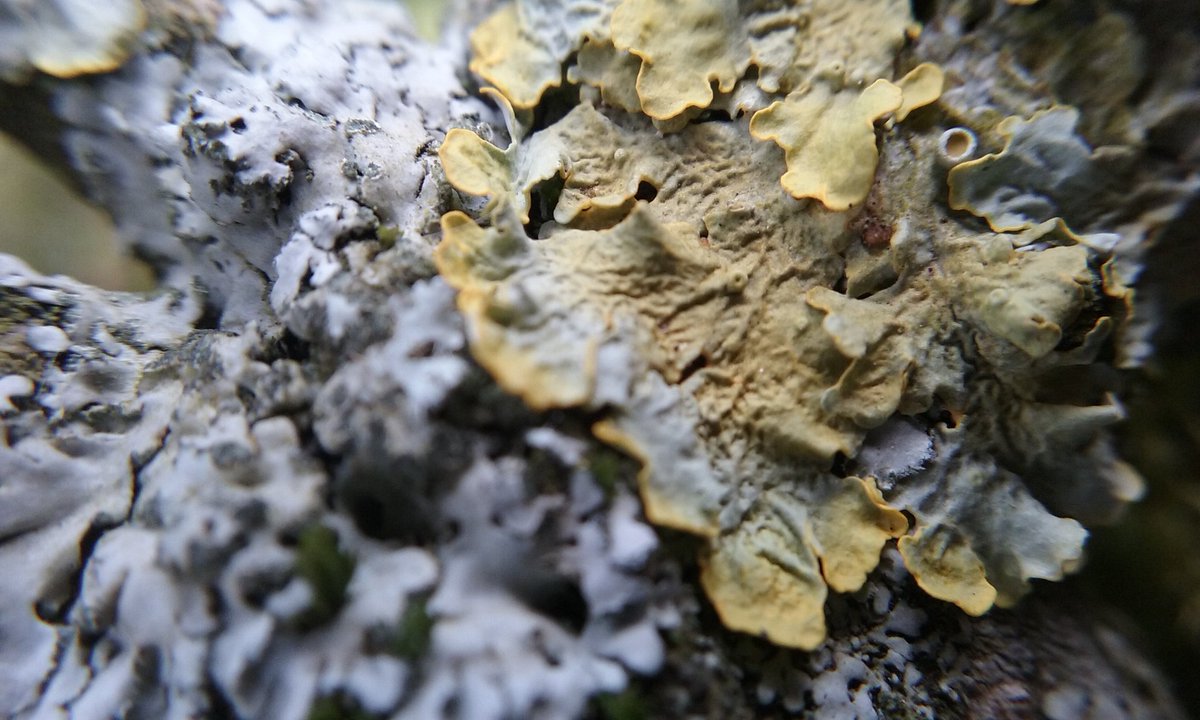 Mi weles i gennau hyfryd yn Bwcle Cymru heddiw 
<a href="/LNatura2000/">LIFE Natura2000</a> 
@CoedCadw
 #lichens #2016dailyphotochallenge