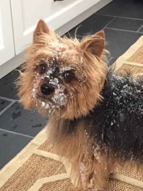 DartHomesTeam's tweet photo. Helping @DartHomesTeam with the snow yesterday. #realtordogs https://t.co/MeEmXv5Hwv
