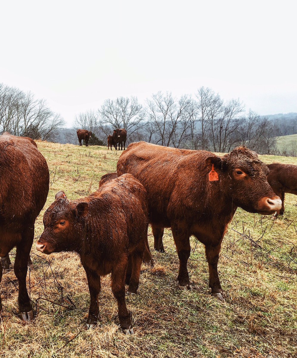 capitolgrille's tweet photo. We're having fun at the farms today filming with @Zagat! #DoubleHFarms @hermitagehotel #ChefCory #spring2016 https://t.co/v5vYEcf1KT
