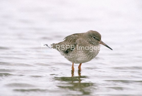 UKCEH Paper Alerts (@ukcehpapers) on Twitter photo Saltmarsh grazing effects on Redshank habitat quality New Paper authors.elsevier.com/a/1SSYNcA-IONA5 @ElwynSharps <a href="/RSPBScience/">RSPB Science</a> Saltmarsh grazing effects on Redshank habitat quality New Paper authors.elsevier.com/a/1SSYNcA-IONA5 @ElwynSharps <a href="/RSPBScience/">RSPB Science</a>
