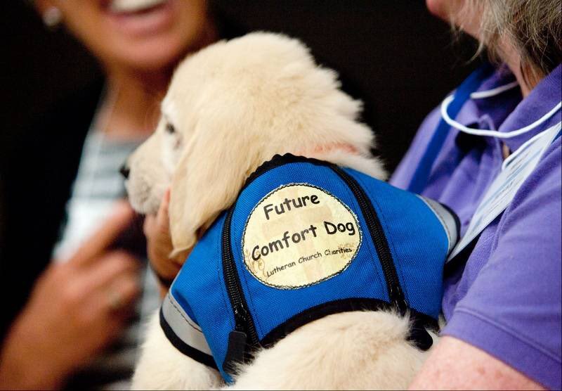 SOS_FHS's tweet photo. Representative from Canine Comfort Dog Ministry will be there to talk about Therapy Dogs and might have a surprise! https://t.co/QQ1MlEe0A7