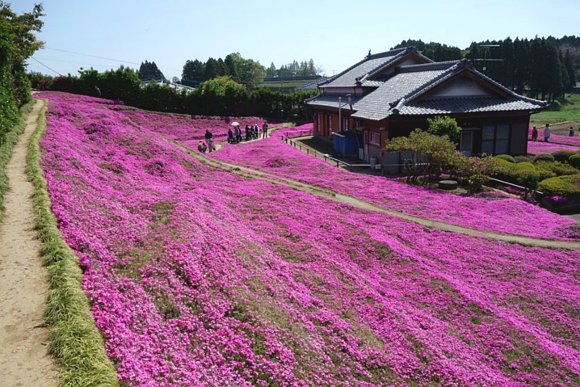 RocketNews24En's tweet photo. FEELS!
Man creates a glorious garden of scented flowers to make his blind wife smile again
https://t.co/JBvMRcSgpE https://t.co/LEThwYteNR