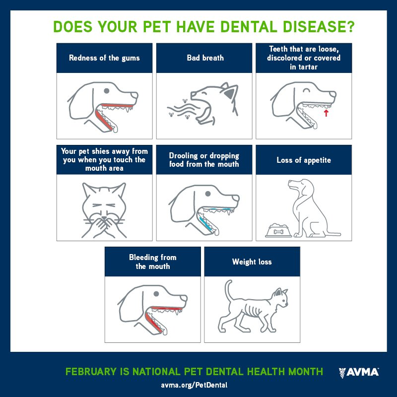 animal dental poster