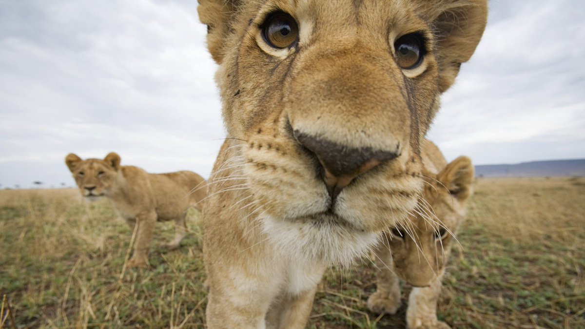 Trfari's tweet image. See what it looks like when #AfricanAnimals want to say hello. #FriendlyBeasts bit.ly/1VhEX72