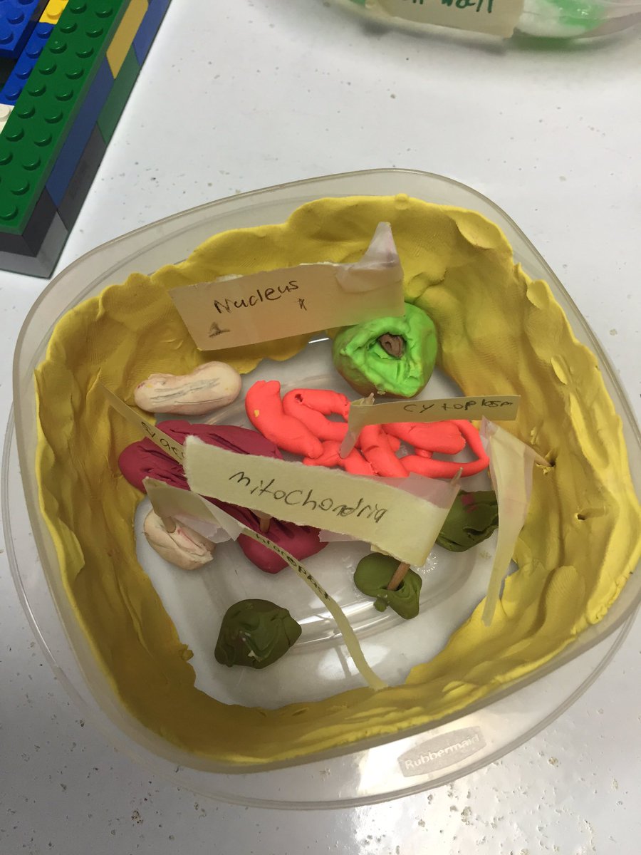ms_irick's tweet photo. Cell project day! #Science8 @rundleacademy https://t.co/TtFlfRrjVz