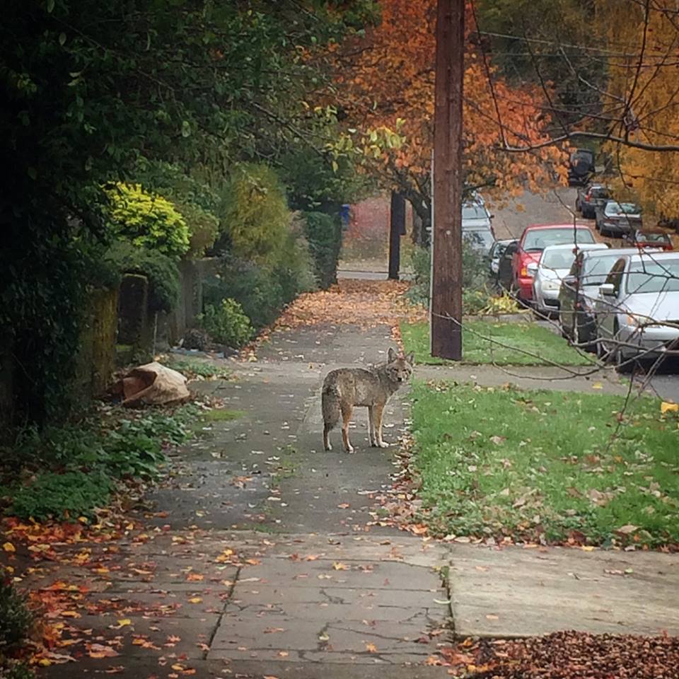 Oregon Zoo tweet media