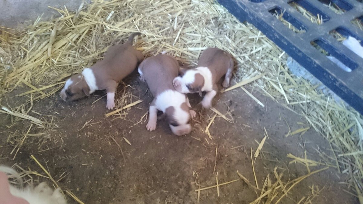 anya_becquer's tweet photo. Se regalan 3 cachorros (madre:americanstanford y padre:settle ) y 1 CACHORRO de pastor vasco. DIVULGADLO POR FAVOR!! https://t.co/HWfDzbExEY