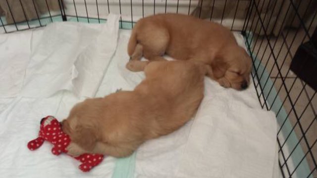 SirDukeOfTexas's tweet photo. Going to look at some more puppies for the babe 😏😏 https://t.co/A4lIr1OzN4
