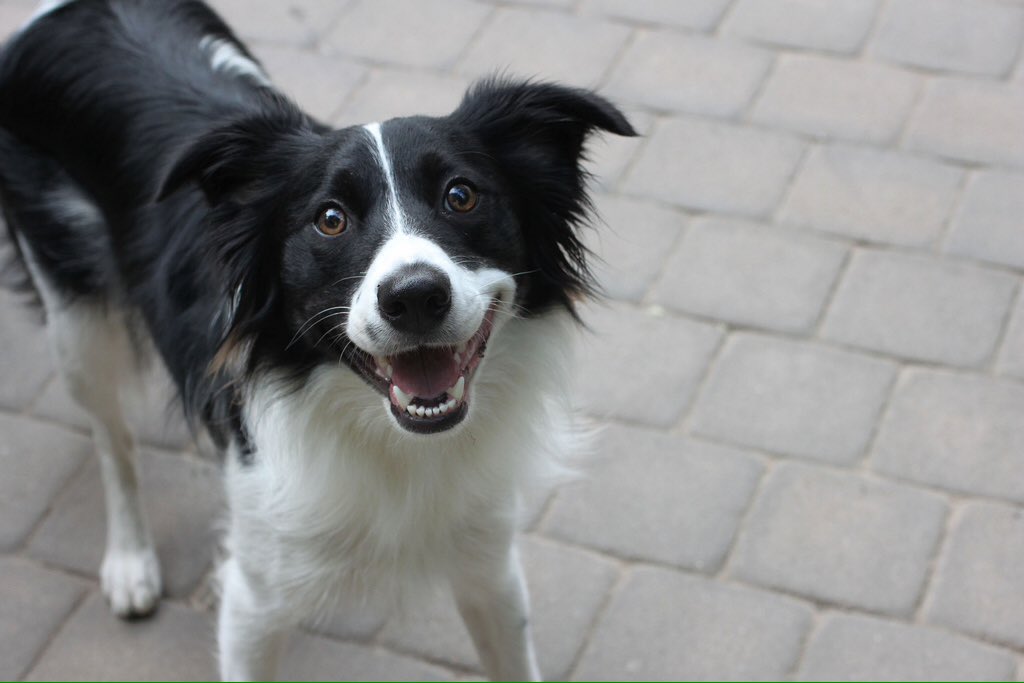 Бордер-колли. Самая умная собака в мире бордер колли чейсер. Бордер колли чейсер. Бордер-колли по кличке чейзер. Бордер колли чейсер.