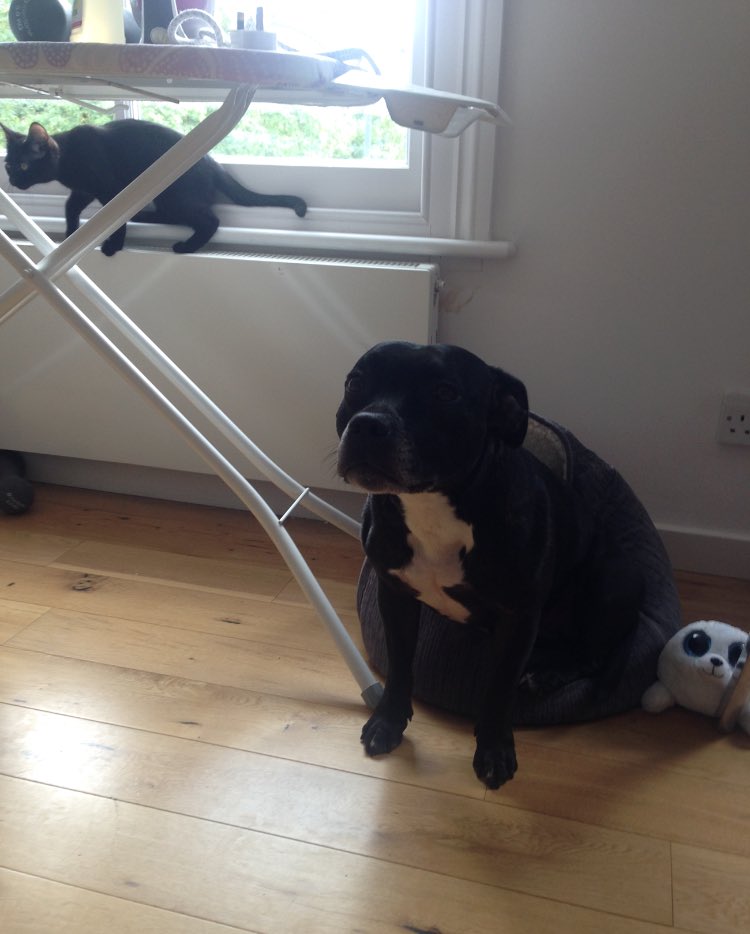 mollydogwindow1's tweet photo. But you never said who's bed! 😝 #greenwichdog #dog #dogsoftwitter #dogtraining #dogvscat #pawfectpal #CatsofTwitter https://t.co/JSGeEVb8Qb