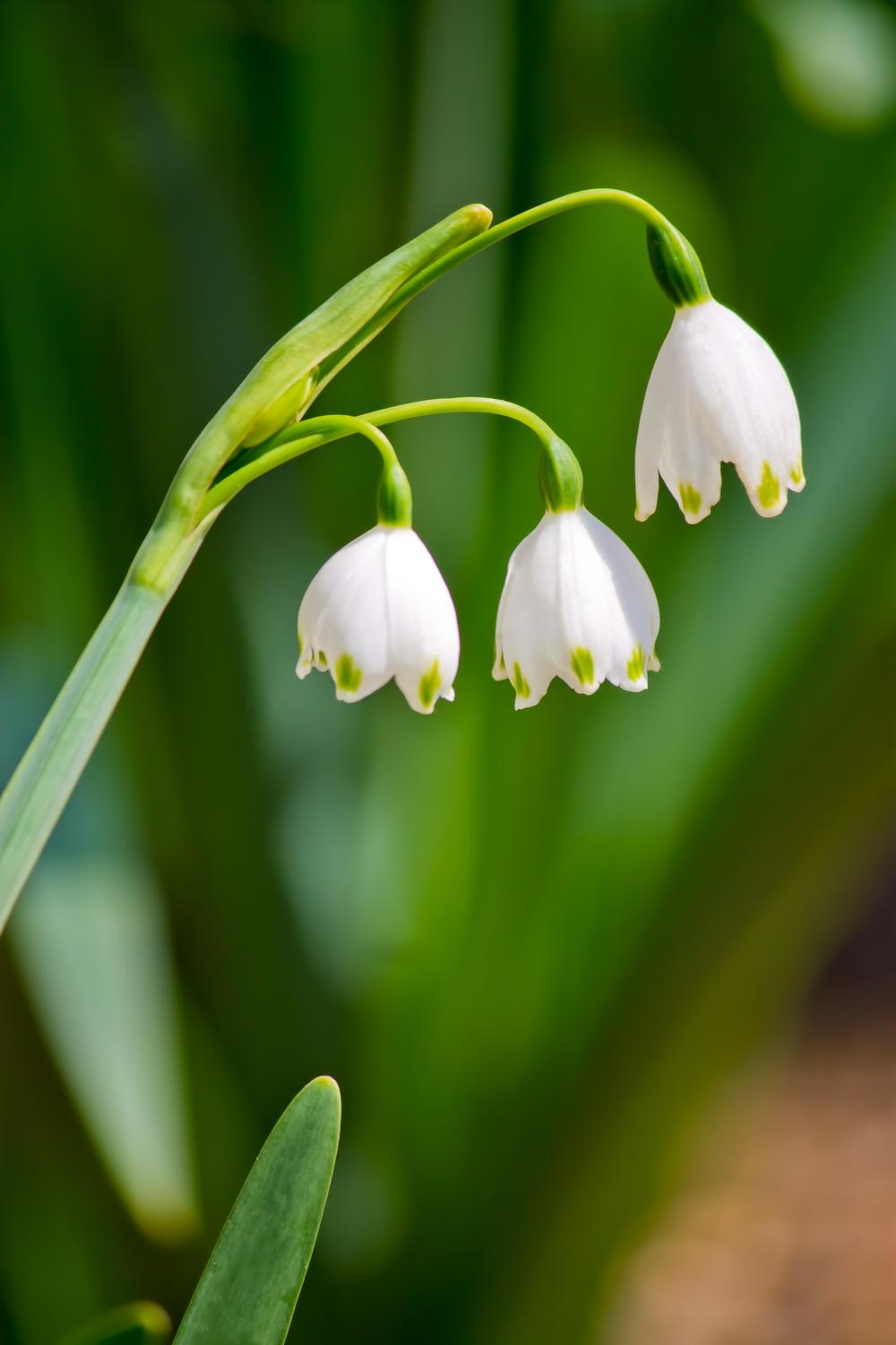 花研部 Hanaiku Tym Twitter