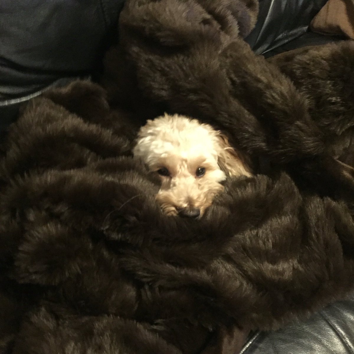 baileyk2013's tweet photo. Not leaving this position, ever 🐾 https://t.co/6s4zyhuZlO