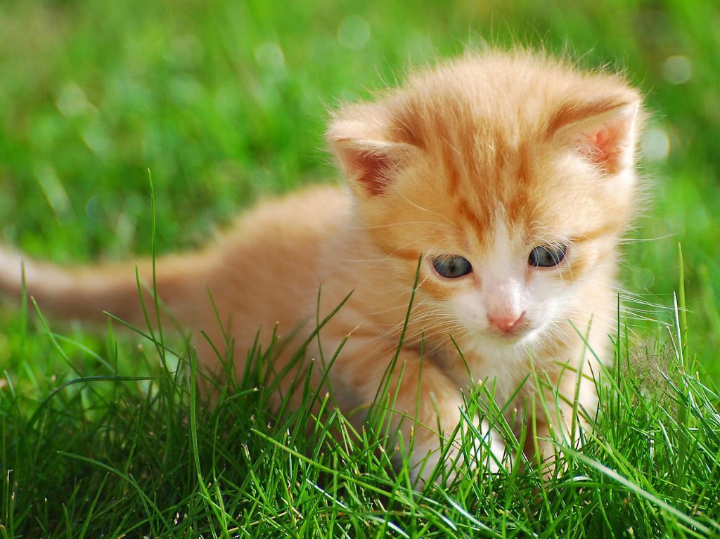 R0seChloe's tweet image. Hello quelle beau chat