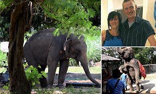 Protect_Wldlife's tweet photo. Disturbing undercover footage of Golf the #Elephant chained to a tree1 https://t.co/amk999COEO via @MailOnline https://t.co/ThLcAPlV4w