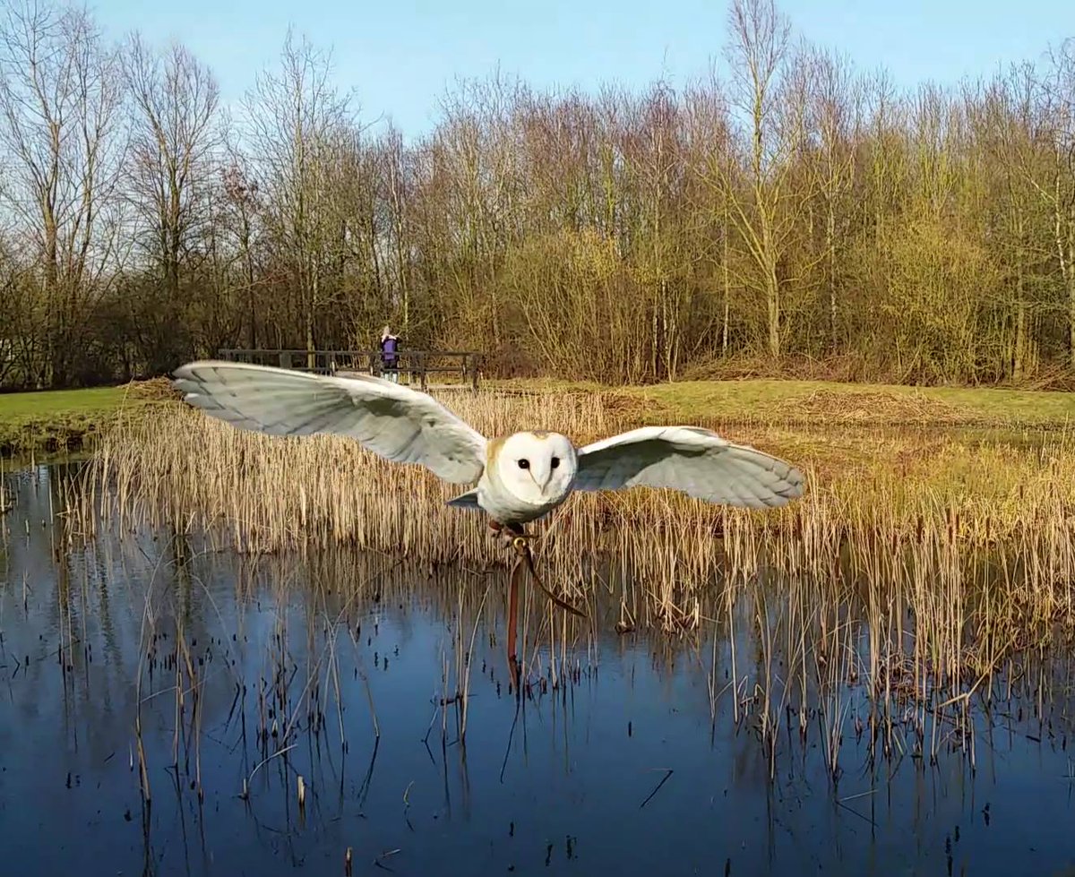 Coda Falconry tweet media