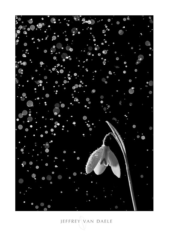 mgph0t0graphy's tweet photo. RT https://t.co/MumFNL9ehZ Snow drop(s) #nikon #CLS NikonLifeEU #flower #macro #photography #sneeuwklok #AlmostSp… https://t.co/T58by8ZovV