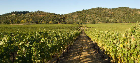 PalateXposure's tweet image. Top 10 Wineries Of Stags Leap District bit.ly/1gbcXTS @ChimneyRockWine @CliffLedeWine @HartwellEstate @Hae