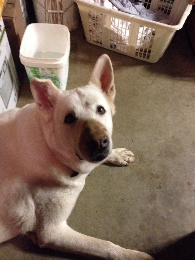 halfacandy's tweet image. Beautiful day. 9 degrees and the sun is shining. Sadie buried a bone Can you tell?