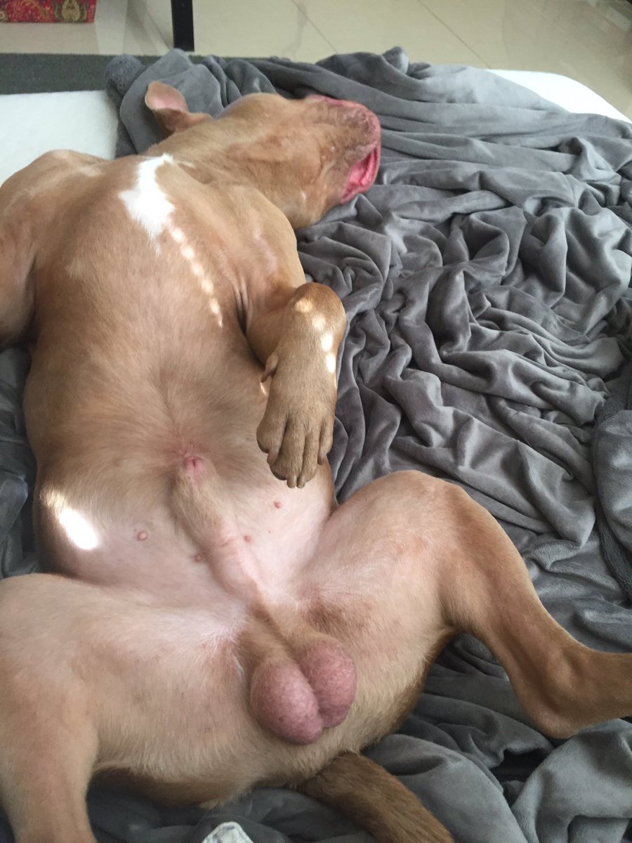 Alejocasper13's tweet photo. Who the fuck does this dog think he is? https://t.co/B5cJjNJ8JH